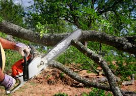 Best Tree Preservation Services  in Orinda, CA