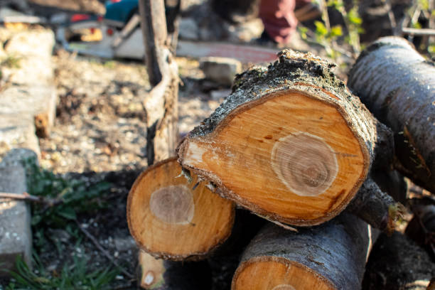 Best Tree Mulching  in Orinda, CA