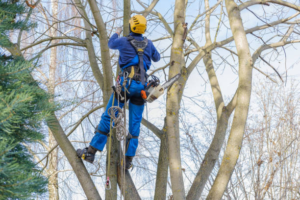 Best Utility Line Clearance  in Orinda, CA