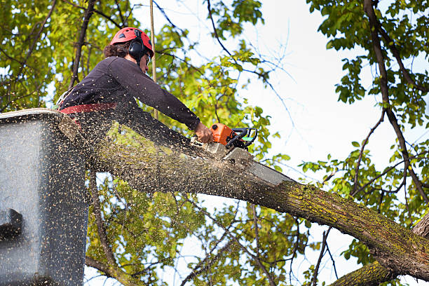 Trusted Orinda, CA Tree Care Experts