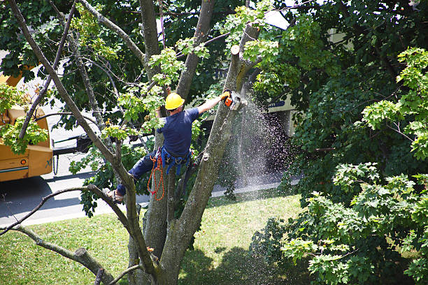 How Our Tree Care Process Works  in  Orinda, CA