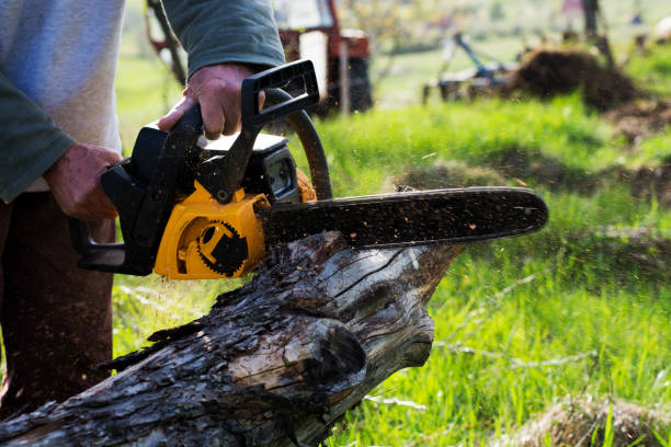 Best Lawn Disease Treatment  in Orinda, CA