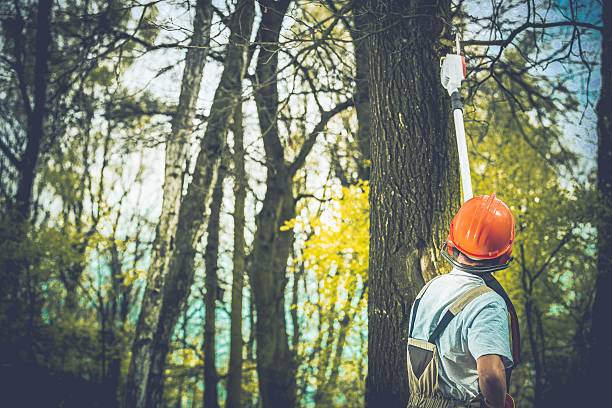 Best Tree Cabling and Bracing  in Orinda, CA
